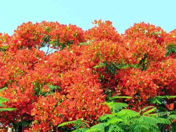 Ramat Gan Wolfson Park rood acacia bloem juni 2011 — Stockfoto