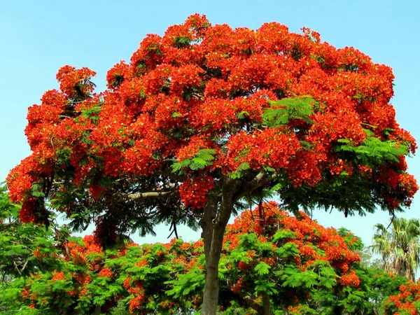 Ramat Gan Wolfson Park czerwony akacja drzewo czerwiec 2011 — Zdjęcie stockowe