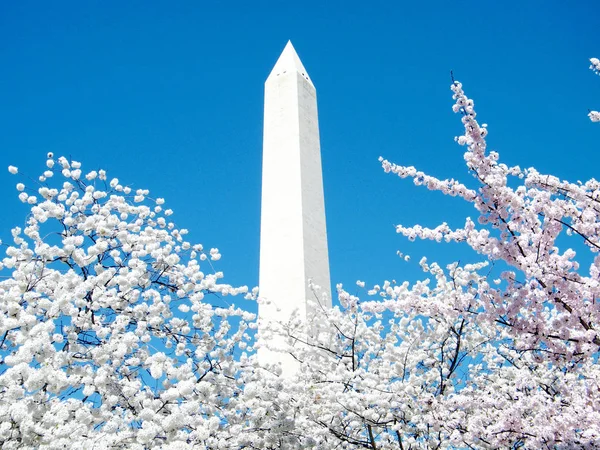 ワシントン桜の花とモニュメント3月2010 — ストック写真