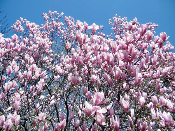 Washington magnolia blossom mars 2010 — Stockfoto