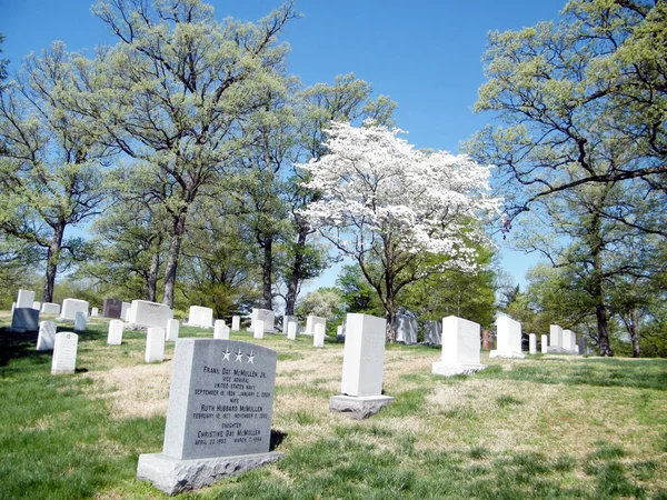 Cemitério de Arlington árvore de cereja abril 2010 — Fotografia de Stock