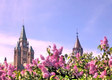Ottawa leylak Parlamento Mayıs 2008 arka plan üzerinde