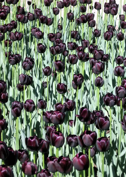 Οττάβα μαύρα λουλούδια τουλίπα Μαΐου 2008 — Φωτογραφία Αρχείου