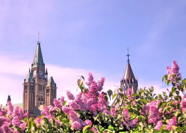 Ottawa Lila op de achtergrond van het Parlement van mei 2008 — Stockfoto