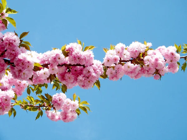 Washington sakura branchs kwiecień 2010 — Zdjęcie stockowe