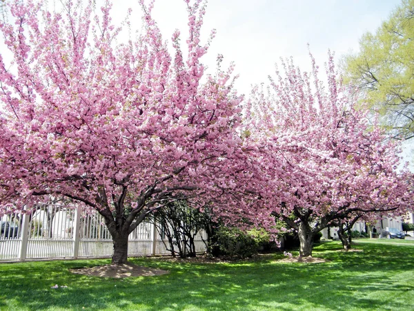 Drzewa sakura Washington kwiecień 2010 — Zdjęcie stockowe