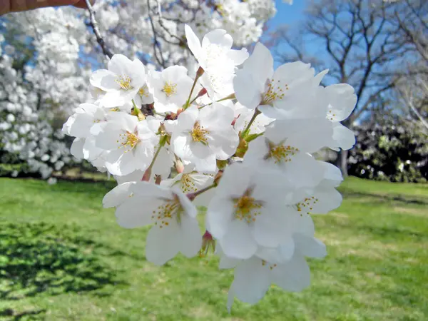 Washington la rama de la flor de cerezo Marzo 2010 — Foto de Stock