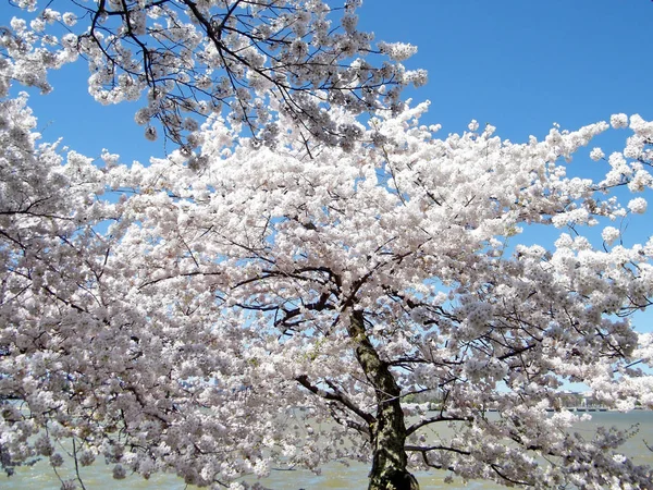 Washington cherry blossom över Tidal Basin mars 2010 — Stockfoto