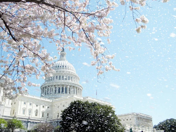 Washington Capitólio chuva de flores de cerejeira Abril 2010 — Fotografia de Stock