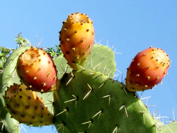 Or Yehuda Sabra Cactus fruits 2012 — Stock Photo, Image