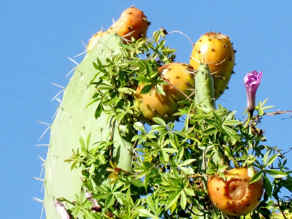 Vagy Yehuda sabra Cactus 2012 — Stock Fotó