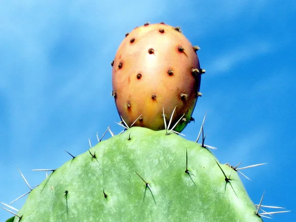 Nebo Jehuda Sabra Cactus Fruit 2012 — Stock fotografie