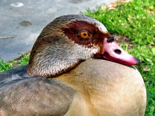 Ramat Gan Wolfson Park portrait of Egyptian goose February 2012 — Stock Photo, Image