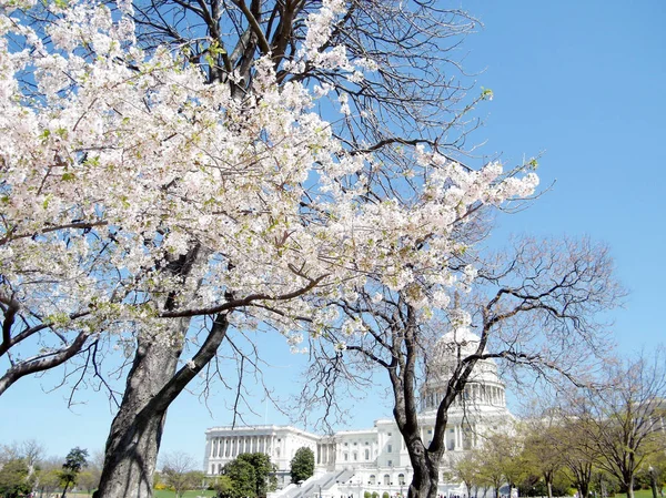2010 年 4 月の議会議事堂の近くワシントン桜の木 — ストック写真