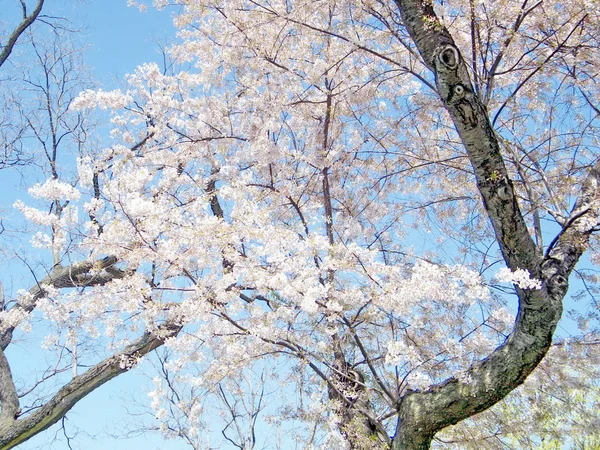 Цветение сакуры в Вашингтоне Апрель 2010 — стоковое фото