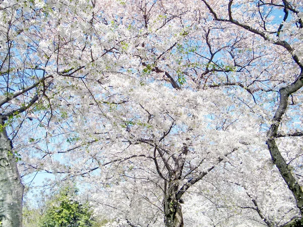 Árbol de flor de cerezo grande de Washington Abril 2010 — Foto de Stock