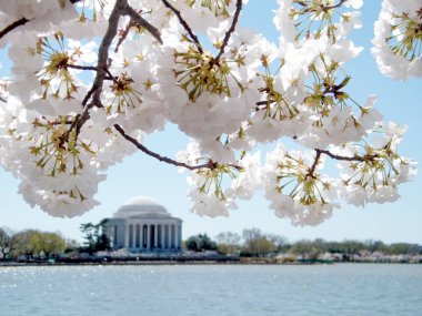Jefferson Memorial ma arka planda Washington kiraz çiçeği