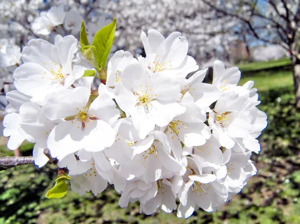 华盛顿的樱花 2010 年 3 月的分支 — 图库照片
