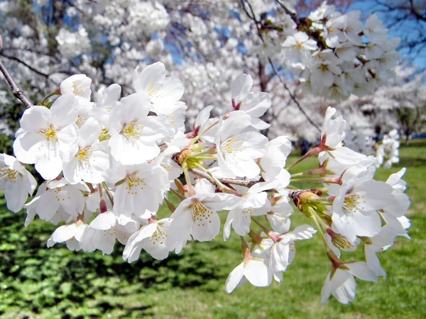 Pobočka Washington o třešňový květ březen 2010 — Stock fotografie