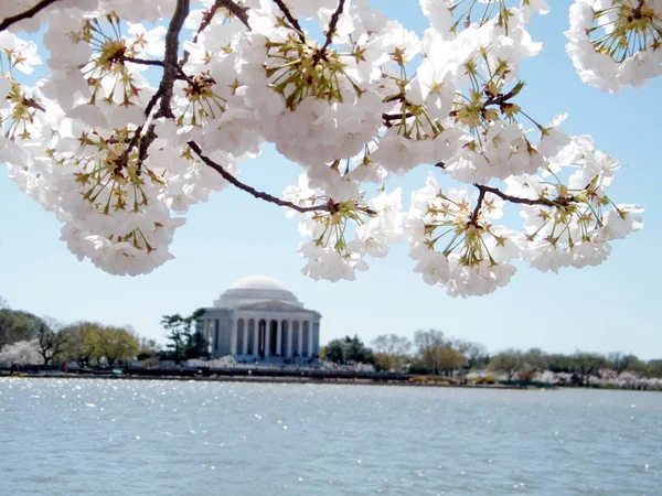Fiori di ciliegio di Washington sullo sfondo del Jefferson Memorial M — Foto Stock