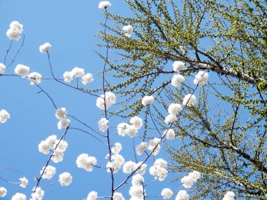 Washington güzel kiraz çiçeği şube Mart 2010