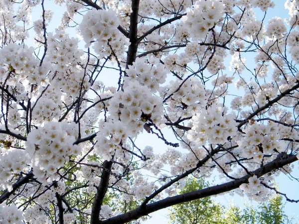 Washington schöner Kirschbaum März 2010 — Stockfoto