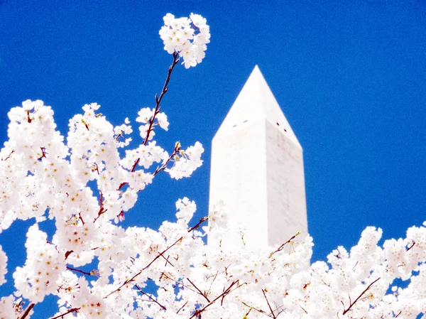 Washington a flor de cereja e Monumento Março 2010 — Fotografia de Stock