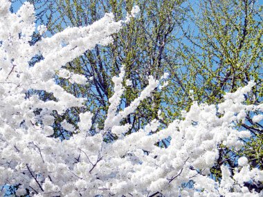 Washington güzel kiraz çiçeği şubelere Mart 2010
