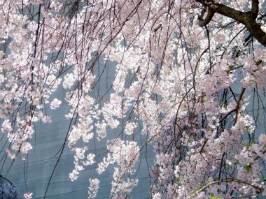 Washington kiraz çiçeği Nisan 2010