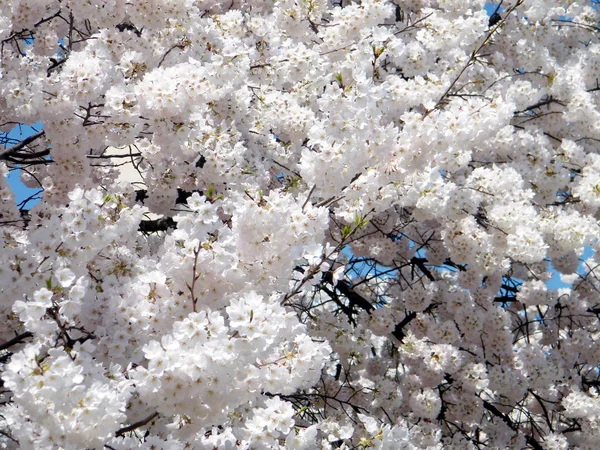 Washington schöne Kirschblüte März 2010 — Stockfoto
