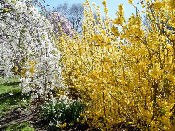 Washington kiraz çiçeği ve sarı Mart 2010 bush — Stok fotoğraf