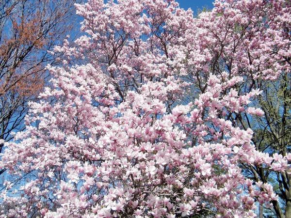 Květy magnólie Washington březen 2010 — Stock fotografie