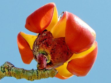 Ramat Gan Wolfson Park itx ceiba çiçek Mart 2012