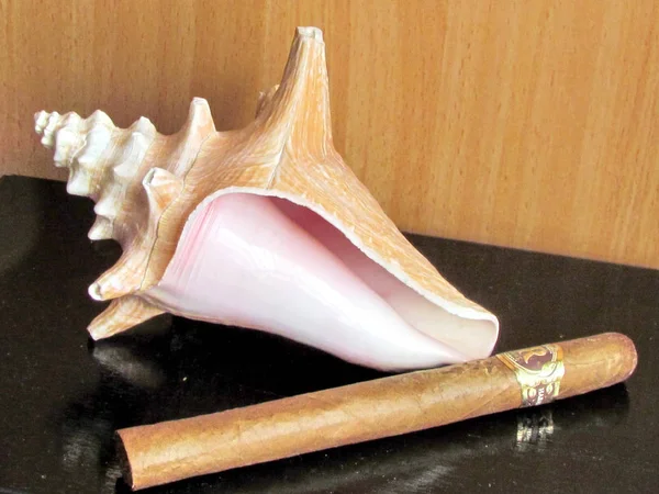 O Yehuda concha marina y cigarro Marzo 2012 —  Fotos de Stock