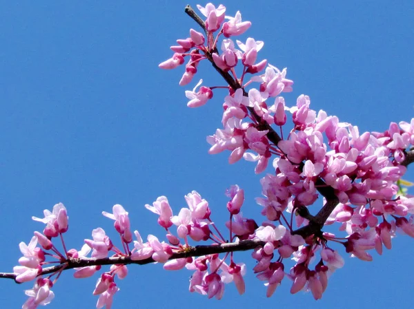 Nebo Jehuda redbud květiny březen 2012 — Stock fotografie