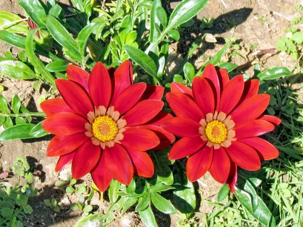 Ramat Gan Park Red Gazania fiori febbraio 2012 — Foto Stock