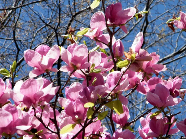 Washington Pink Magnolia Abril 2010 — Fotografia de Stock