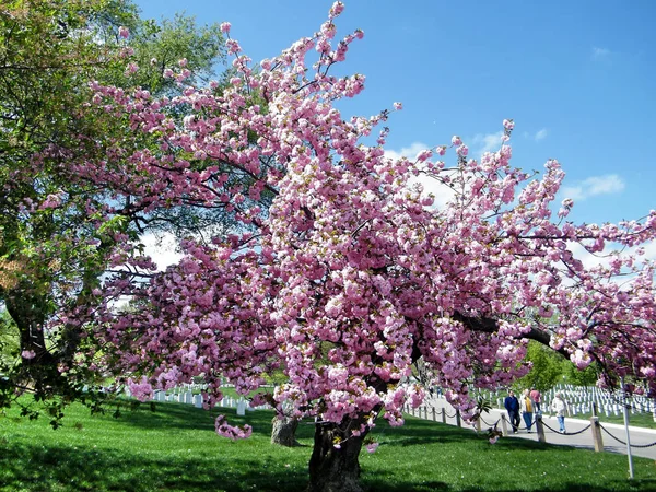 Cmentarz w Arlington drzewa sakura kwiecień 2010 — Zdjęcie stockowe