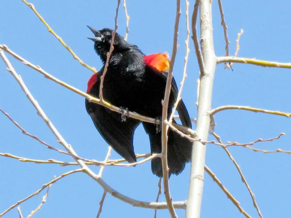 Toronto jezioro czerwony – skrzydlaty Blackbird 2013 — Zdjęcie stockowe