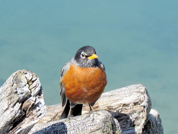 Toronto Lake American Robin isolado 2013 — Fotografia de Stock