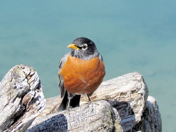 Toronto Gölü Amerikan Robin 2013 — Stok fotoğraf