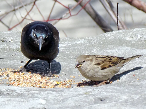 Toronto See Grackle und Sperling 2013 — Stockfoto