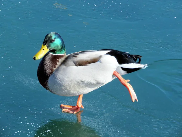 Toronto Lake pato dançando no gelo 2017 — Fotografia de Stock