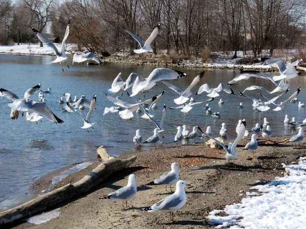 Toronto Lake rebanho de gaivotas 2017 — Fotografia de Stock