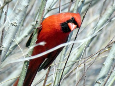 Toronto Gölü kırmızı Kardinal bir ağacın 2013