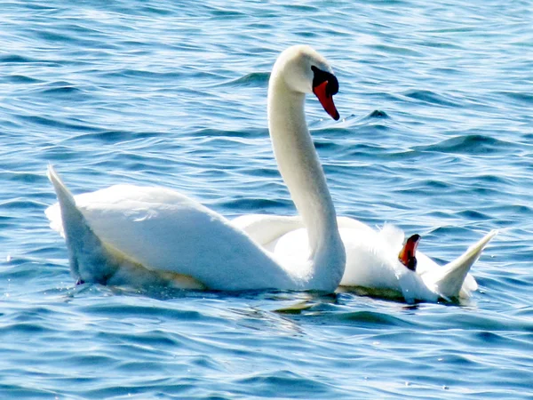 Toronto Lake swans 2013 — Stock Photo, Image