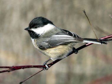 Toronto Gölü bir şube 2017 siyah-capped Chickadee