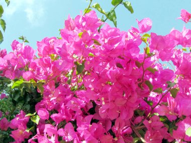 Veya Yehuda Bougainvillia Haziran 2011