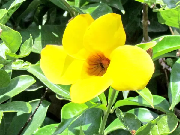Або квітку Ієгуда жовтий Mandevilla Sanderi червня 2011 — стокове фото