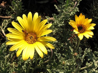 Ramat Gan Park arı bir çiçek 2007 tarihinde